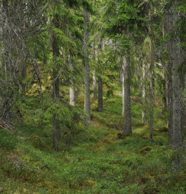 Granskog